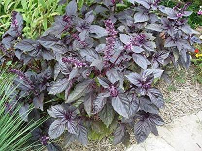 VibeX 100% Organic Red Basil Seeds Seed