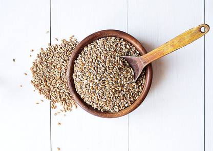 VibeX ™ VXI-479-Wheat Grass Seeds - Wheatgrass Microgreens Seed