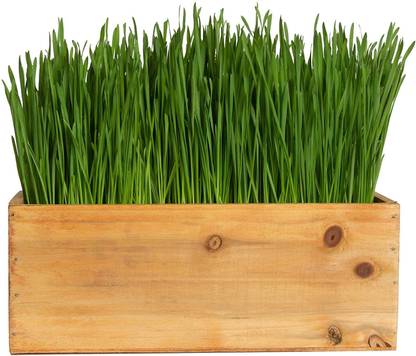 VibeX ® VXI-702-Ornamental Grass for Decorating; Ornamental Wheatgrass Seed
