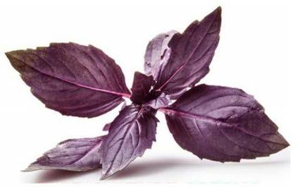 VibeX VXI-613-Leaf 100% Organic Red Basil Seeds Seed