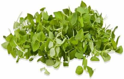 VibeX VXI-422-BASIL SUPER GENOVESE PESTO LEAVES SEEDS Seed