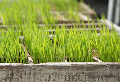 VibeX ® VXI-208-Organic Non-Gmo Non-Hybrid Seeds - Wheatgrass Microgreens Seeds Seed