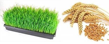 VibeX VXI-232-Wheatgrass Microgreens Seeds Seed