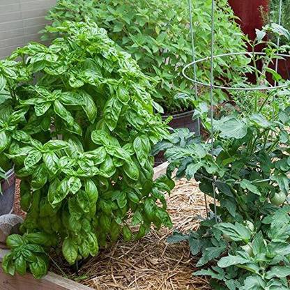 VibeX Sweet Basil Seeds Organic Seeds Non-GMO Large Leaf Seed