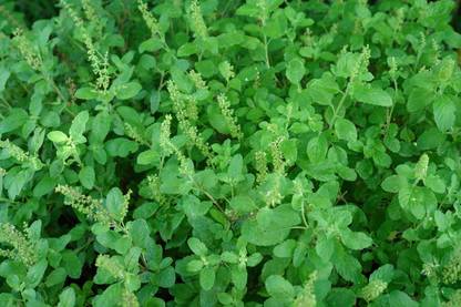 Green World Rama Tulsi 50 Gms seeds Seed