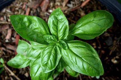 VibeX Microgreen Salad Leaf Sweet Basil 100% Organic Seeds Seed