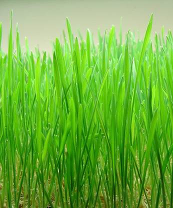 VibeX ® VXI-118-Wheat Grass Seeds Seed
