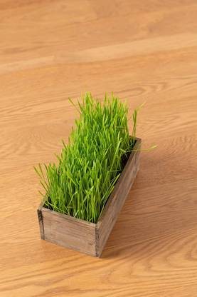 VibeX ™ VXI-891-The Sprout House Certified Organic Non-gmo Wheetgrass Seed