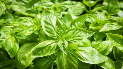 VibeX Sweet Basil Microgreen Salad Leaf 100% Organic Seeds Seed