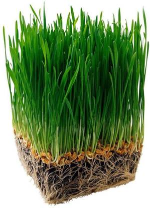 VibeX ® VXI-786-Organic Wheatgrass Seeds - For Wheat Grass Seed