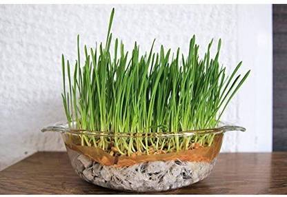 VibeX ® VXI-194-Organic Non-Gmo Non-Hybrid Seeds - Wheatgrass Seed