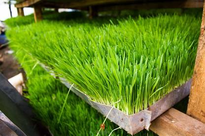 VibeX Wheatgrass Seed