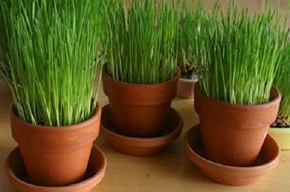 VibeX Wheat Grass Seed