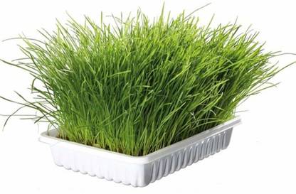 VibeX ™ VXI-269-Wheatgrass Microgreens Seeds Indoor Garden Seed