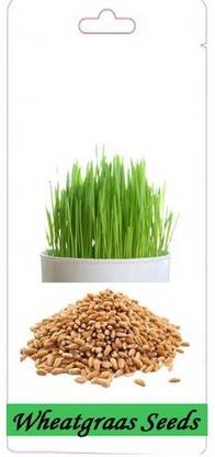 VibeX ™ VXI-289-Cat Grass Wheat Grass Triticum Aestivum Seed Seed