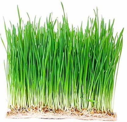 VibeX ™ VXI-447-Narural Grown Wheatgrass Seed
