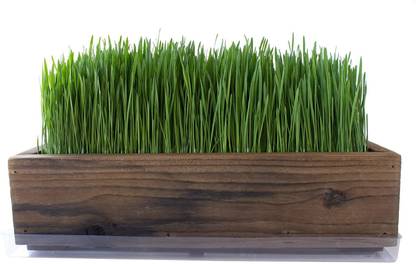 VibeX VXI-737-Non-GMO Hard Red Wheat Grass Sprouting Microgreens Seed