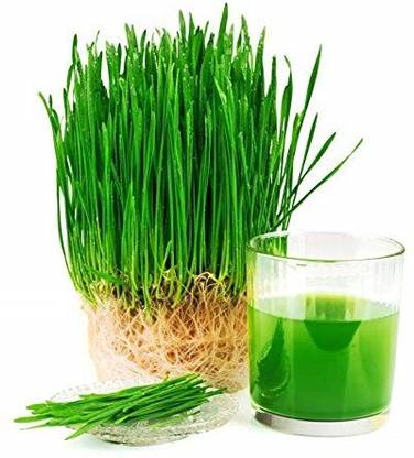VibeX ™ VXI-57-Seeds Juice Wheat Grass Seeds Seed