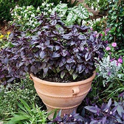VibeX VXI-585-Red Basil Microgreen Salad Leaf 100% Organic Seeds Seed