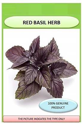 VibeX Basil Seed
