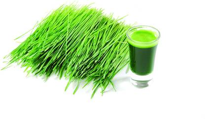 VibeX ™ VXI-571-Fiber Cat Grass Seeds - Wheatgrass Microgreens Seed