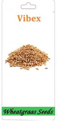 VibeX ™ VXI-387-Punjab Natural Black Wheat Seeds for Farming and Sowing Seed