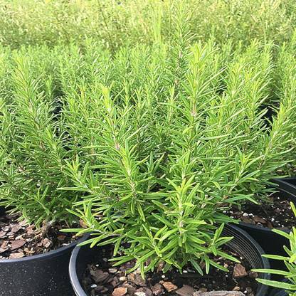 VibeX Organic Herb F1 Hybrid Rosemary Seeds Pack Seed