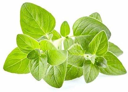 VibeX Oregano Microgreen Salad Leaf 100% Organic Seeds Seed