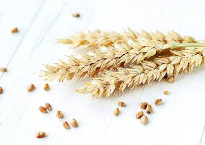 VibeX ™ VXI-497-Wheatgrass Manital Seeds - Wheatgrass Microgreens Seed