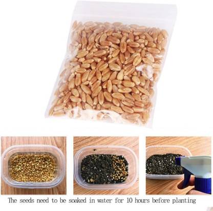 VibeX Organic Non-gmo Sprouting Seeds Kamut Brand Wheat grass Seed