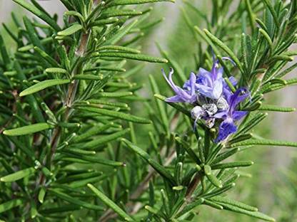 VibeX Hybrid Rosemary Seeds Pack Seed