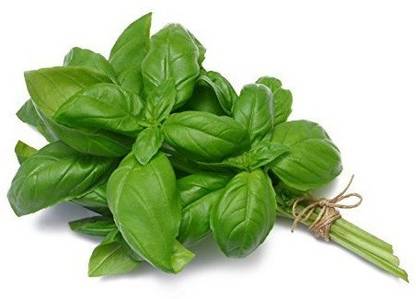 VibeX VXI-146-Organic Basil seeds Quality Seeds Seed