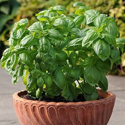 VibeX Basil Seed