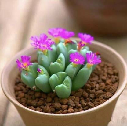 Srushtitraders Cactus Mixed Lithops 100Pc Organic Rare Succulent Seeds Seed