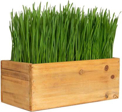VibeX VXI-692-Wheatgrass Grind Into Whole Wheat Flour; Pet Grass; Cat Grass Seed