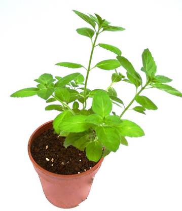 VibeX VXI-288-Tulsi Trittavu Ocimum Sanctum Holy Basil Thulasi or Tulsi Seed