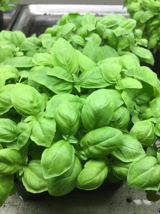 VibeX Basil Seed