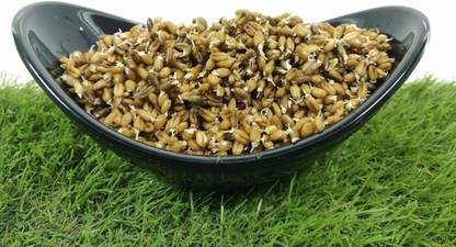 VibeX Wheatgrass Seed