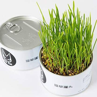 WILLVINE Sprouting Seed