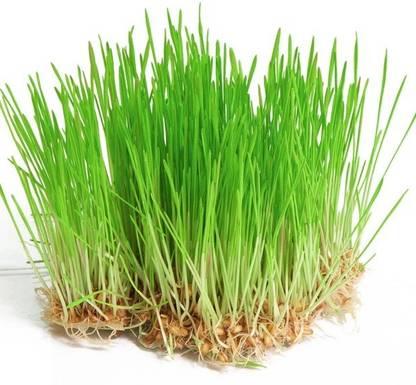 VibeX VXI-312-Large Potted Grass (Wheat Cat Grass) Seeds Seed