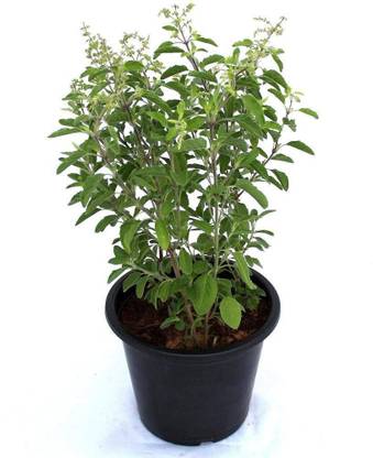 Green World Shyama Tulsi Tree Seeds Seed