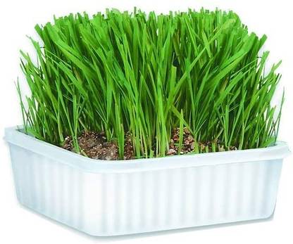 VibeX ™ VXI-991-Wheatgrass Microgreens Seeds Home Garden Seeds Seed