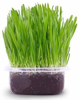 VibeX ® VXI-350-Common Wheat Seeds - Wheatgrass Microgreens Seeds Seed