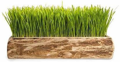 VibeX Wheat Grass Seed