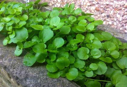 VibeX Water Cress Leaves Herbs Seeds Seed