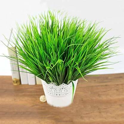 VibeX ® VXI-616-Wheatgrass Microgreen Seeds - Wheatgrass Seed