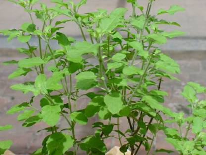 DROXTY ® VXI-260-Holy Basil Thulasi or Tulsi for Growing Sowing Seed