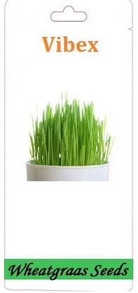 VibeX ™ VXI-361-Wheat Grass (Green Sprouts Leaf) Microgreen Seeds Seed