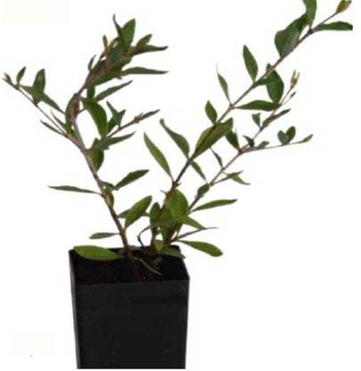 VibeX MAHENDI Seed