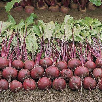Chalisa Beta vulgaris, Beetroot Seed